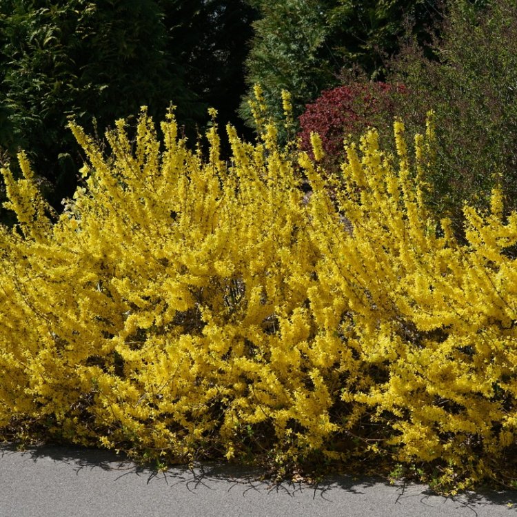 Zlatý dážď (Forsythia intermedia) ´MAREÉ D´OR´® - výška 15-25 cm,  ⌀ 30-40 cm, kont. C5L